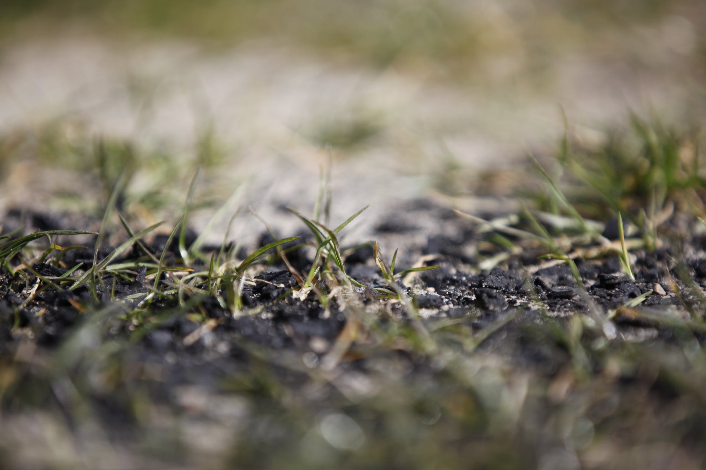 Das Potenzial von Pflanzenkohle für den Klimaschutz